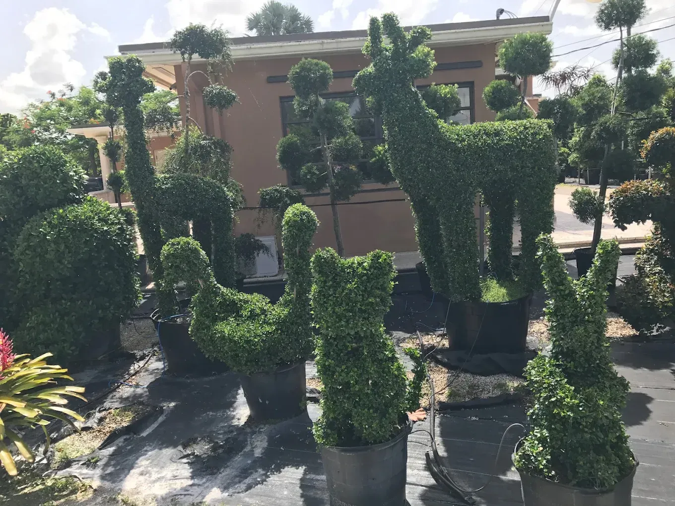 Lush backyard with a waterfall, surrounded by varied shrubs and flowers, and a red bench. Brown wooden fence.