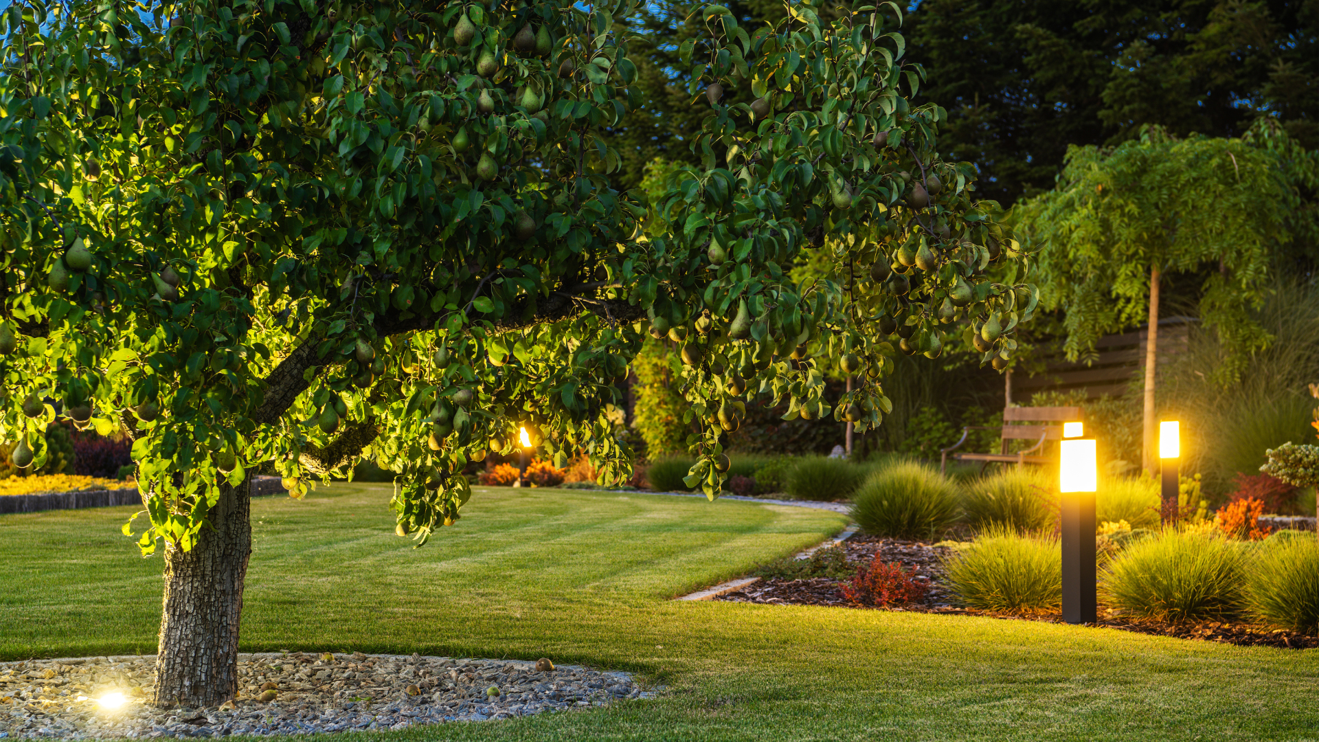 Lush green backyard at dusk with illuminated trees, manicured lawn, and pathway lights.