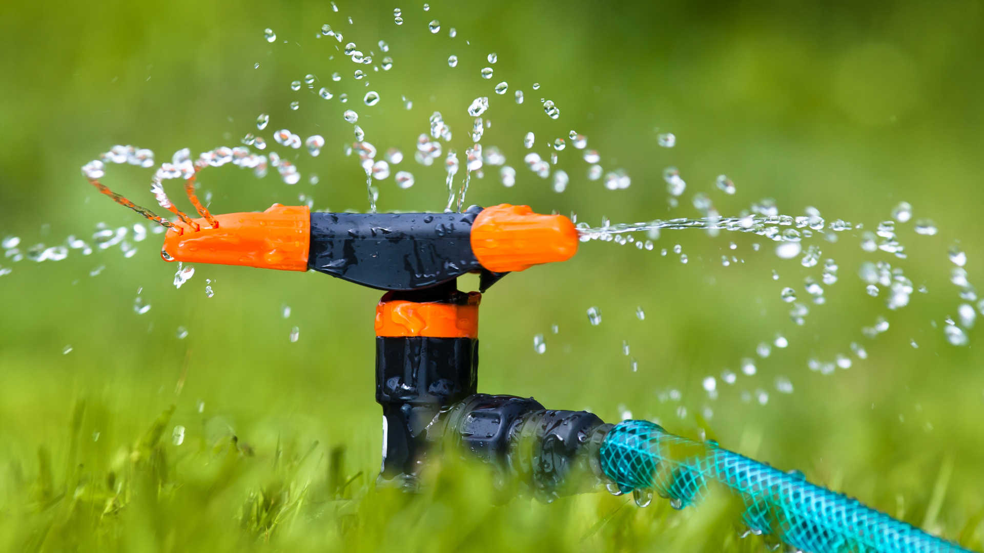 Orange and black sprinkler spraying water onto a green lawn, blue hose connected.