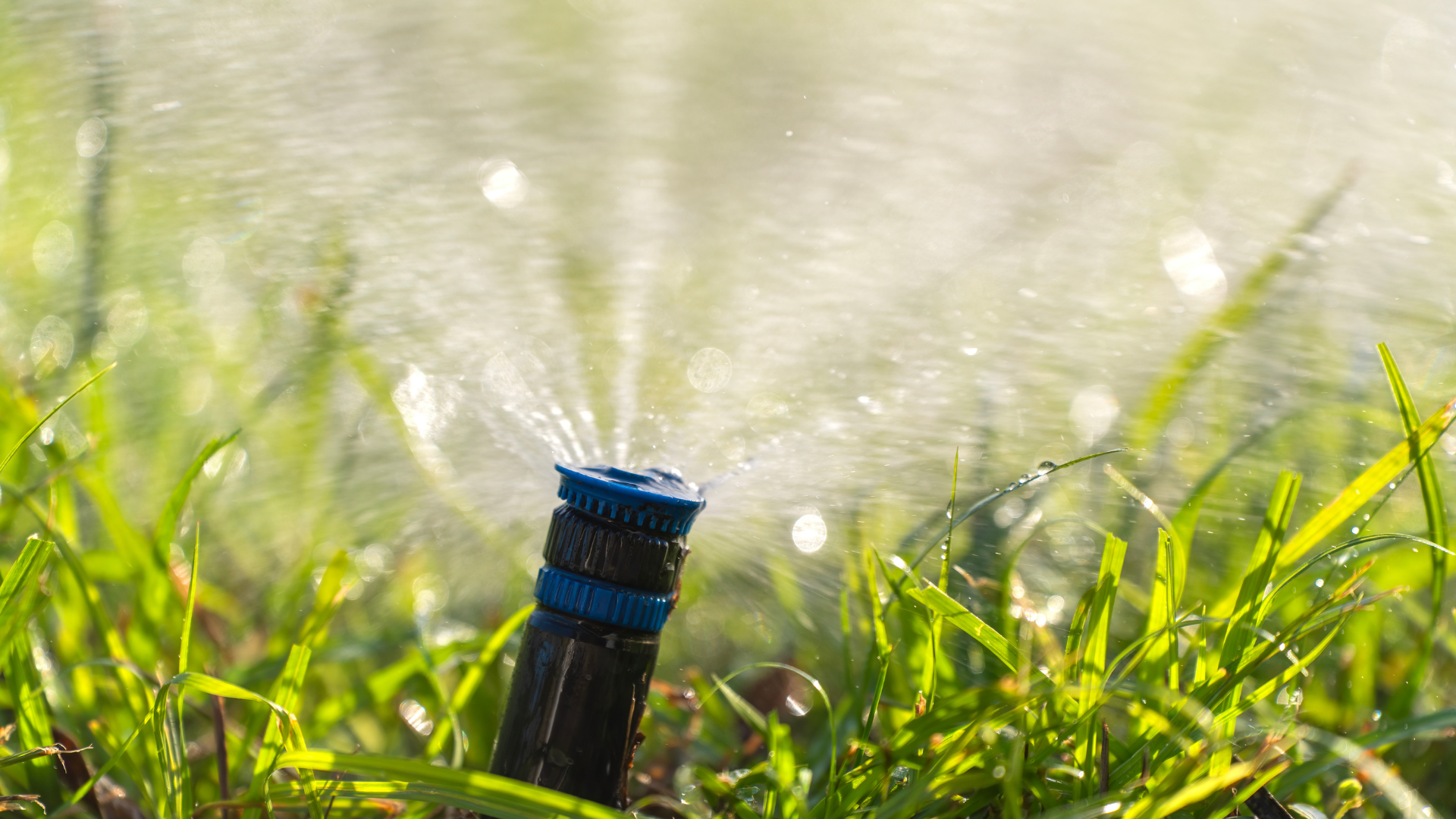 Sprinkler watering green grass on a sunny day.