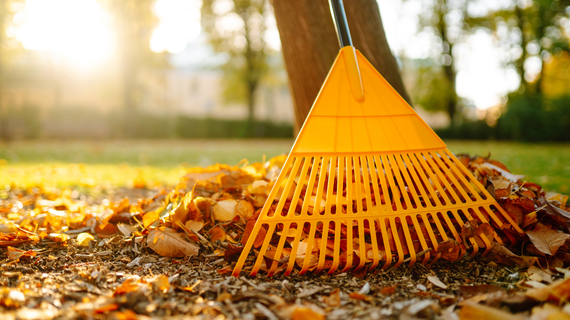 Yellow rake resting on a pile of fallen leaves, in a sunny outdoor setting.
