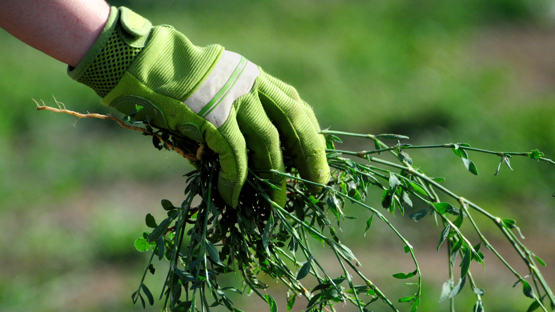 Green gloved hand holding a handful of weeds outdoors.