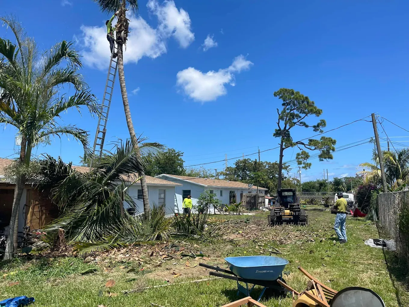 Workers trimming a tall palm tree next to a house under a sunny sky. Debris covers the yard.