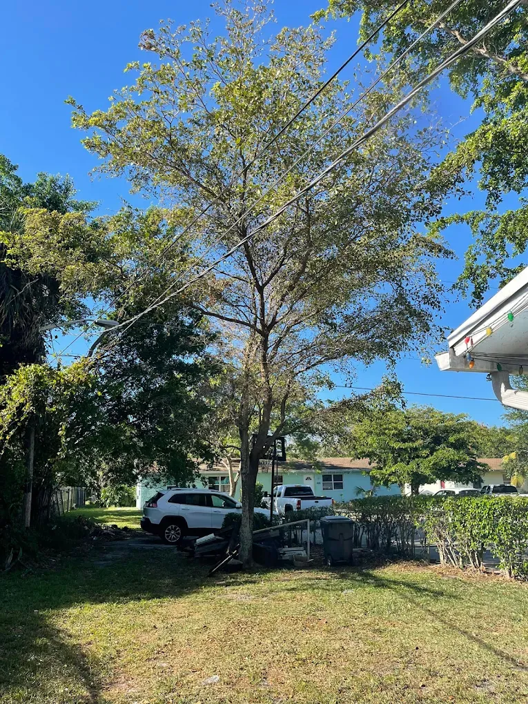 Tree with sparse leaves in a yard with houses and parked cars on a sunny day.