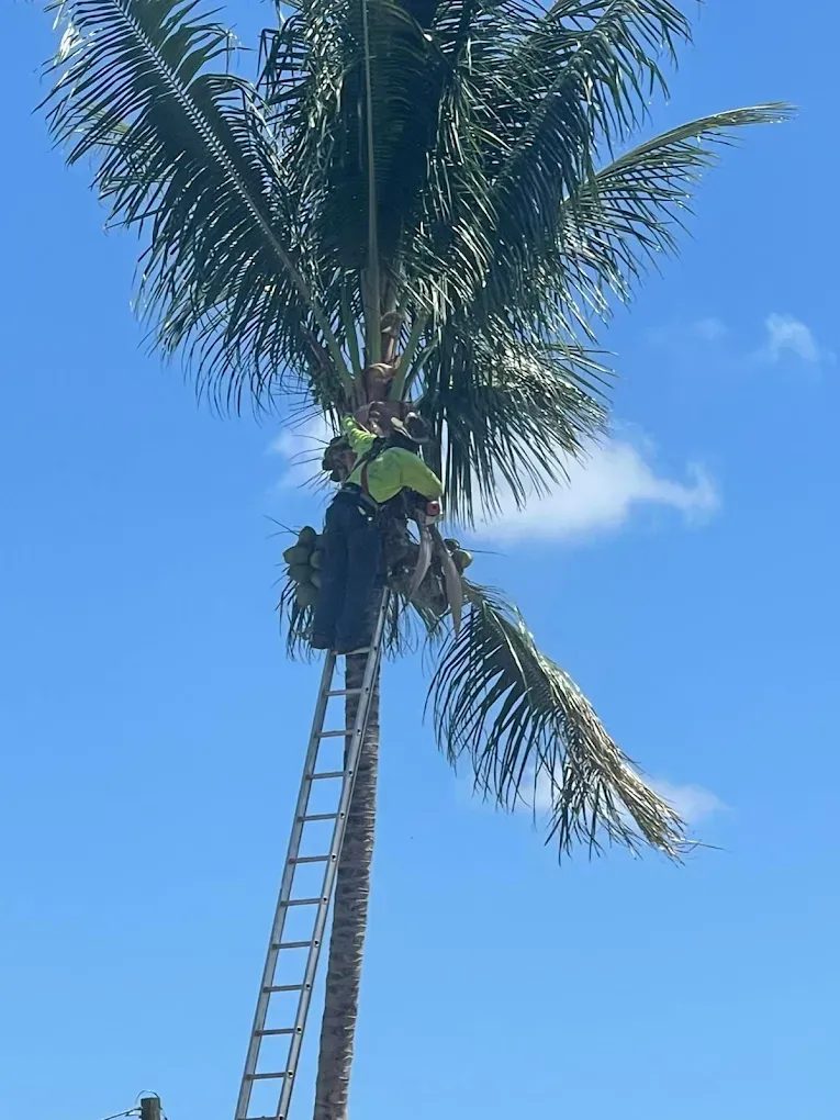 Person on a ladder trimming palm tree under a blue sky.
