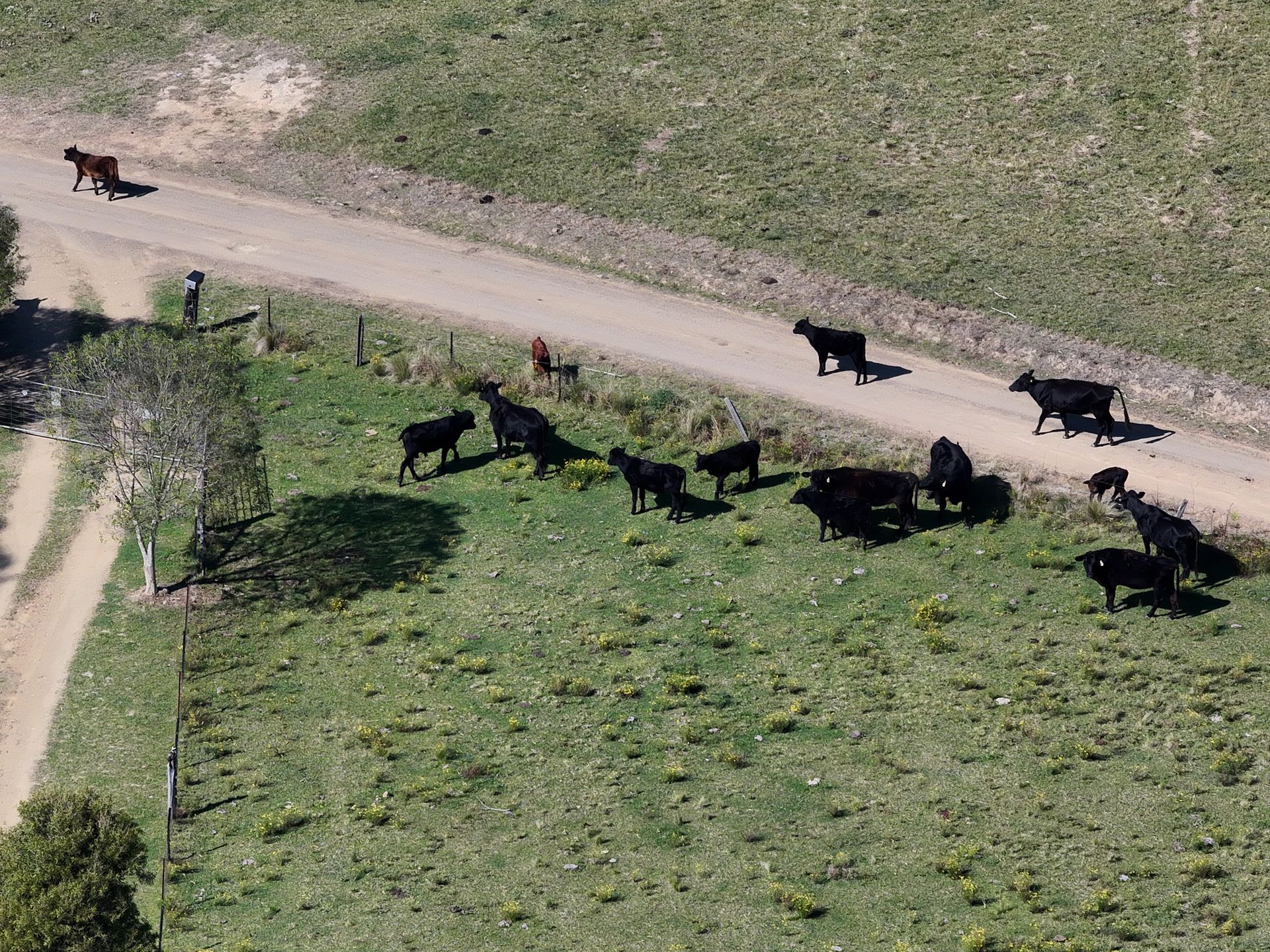 Stock escape  through loose fenceline 