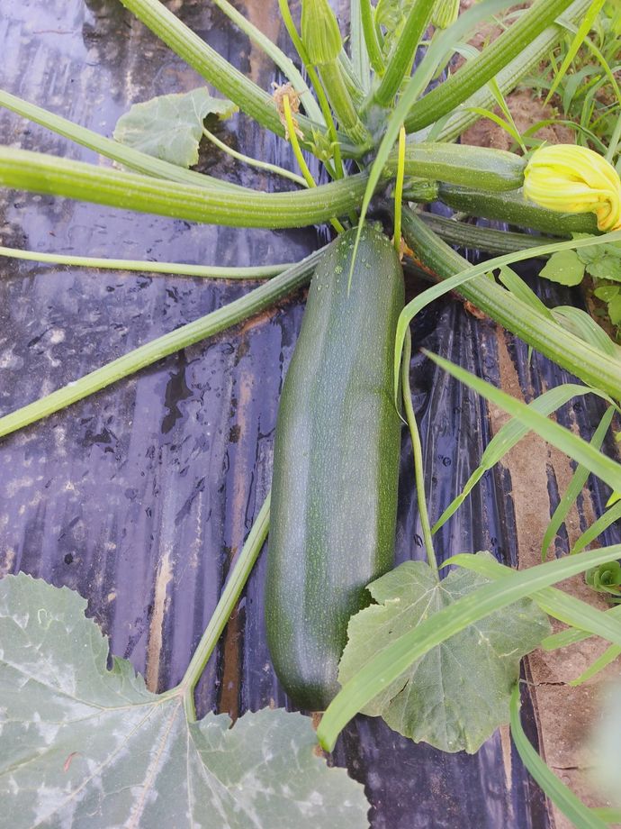 coltivazione zucchini