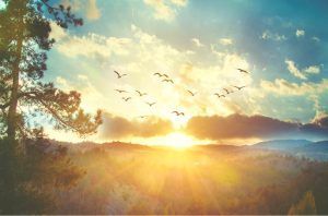 A flock of birds flying in the sky at sunset.