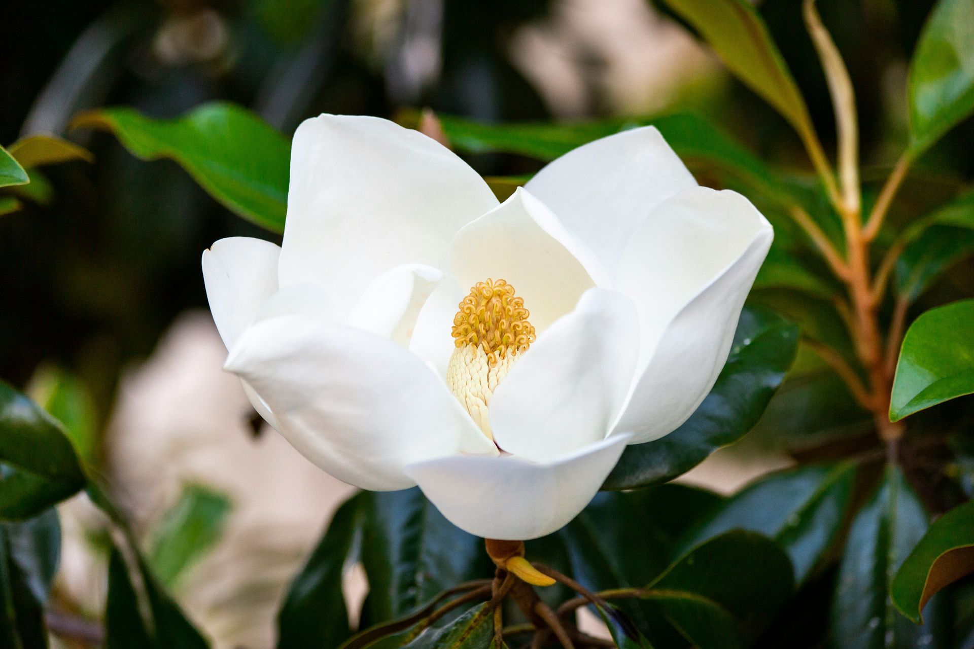 a bunch of white roses are growing on a tree .