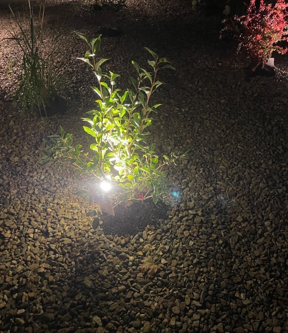 Green plant illuminated by a spotlight in a bed of dark gravel. Nighttime setting.