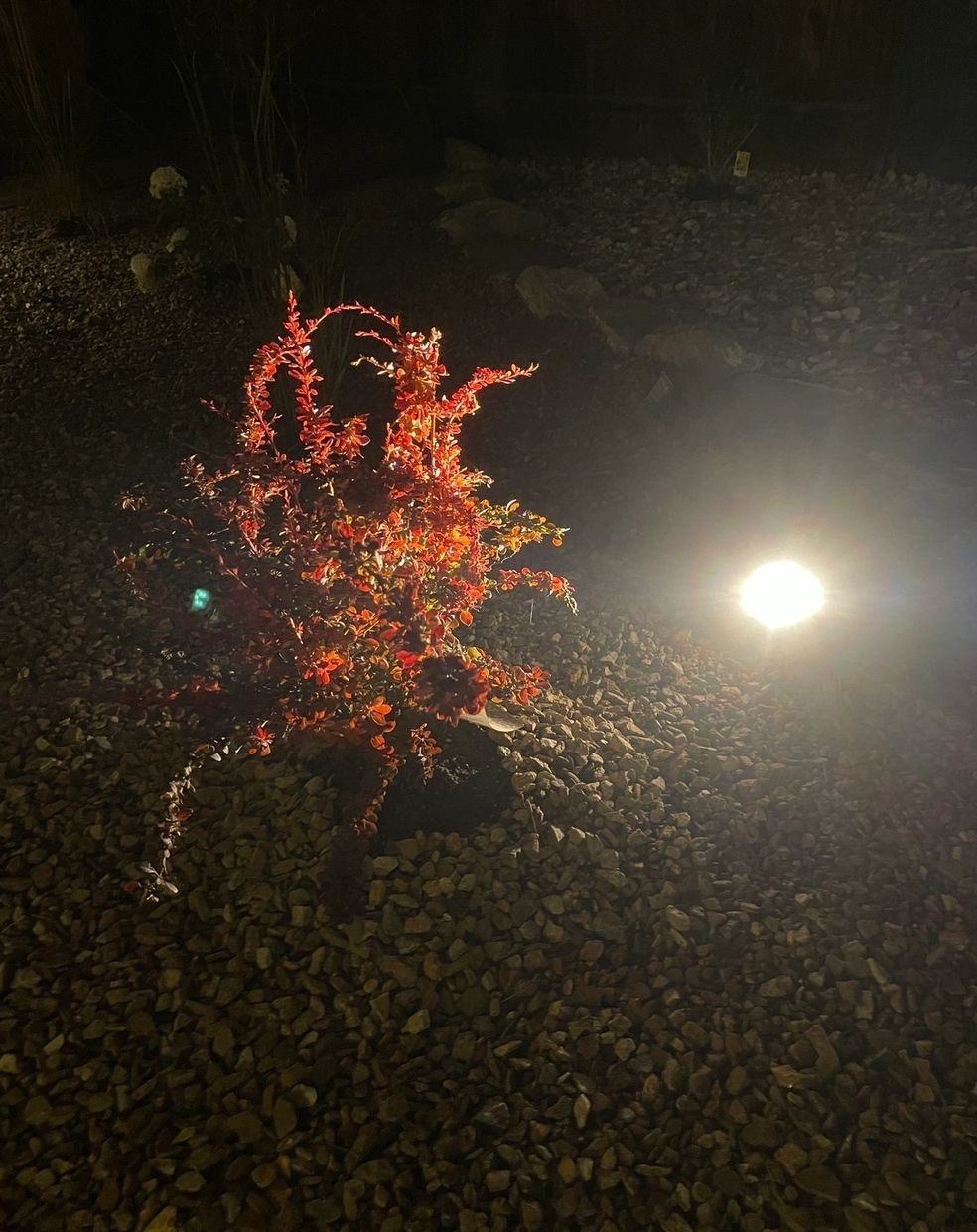 Red-leaved bush illuminated by a spotlight on a bed of gravel at night.