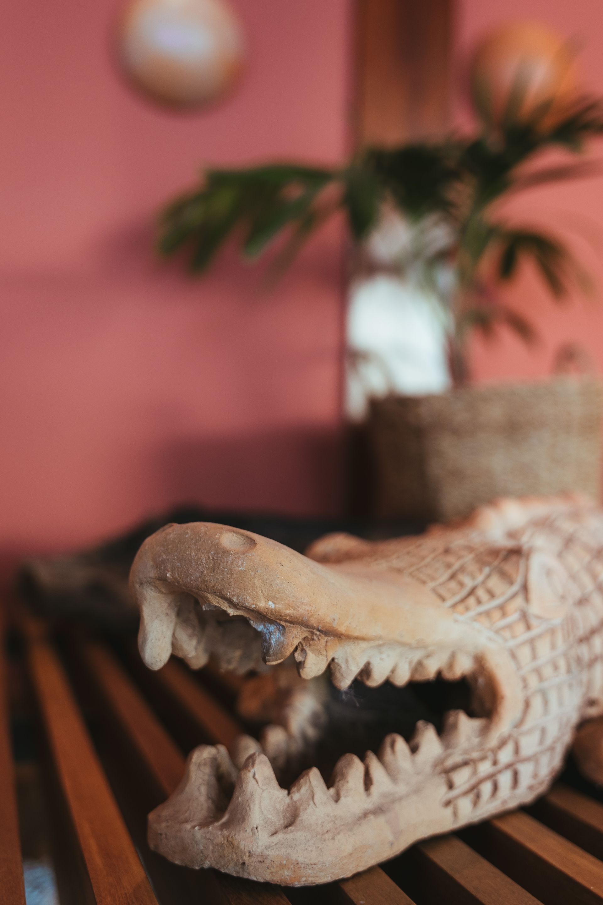 Um crânio de crocodilo está sobre uma mesa de madeira.