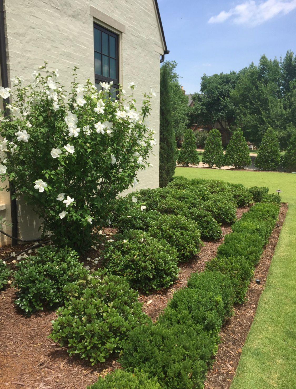 A white house with a row of bushes in front of it