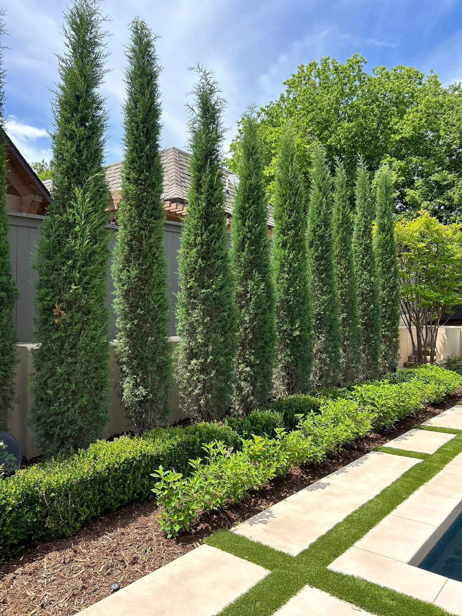 A row of tall trees next to a swimming pool in a backyard.
