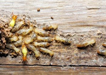 Termite Control — Termite on Wood in Medford, NJ