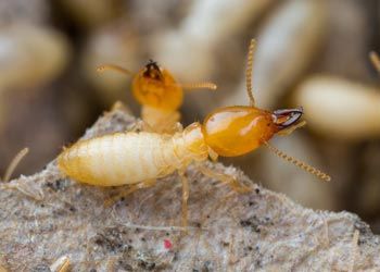 Termite Treatment —  Close Up View of a Termite in Medford, NJ