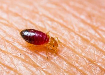 #1 Bed Bug Exterminator Buffalo NY