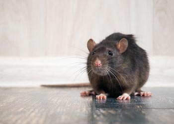 Rat and Mice Control — House Rat in Medford, NJ