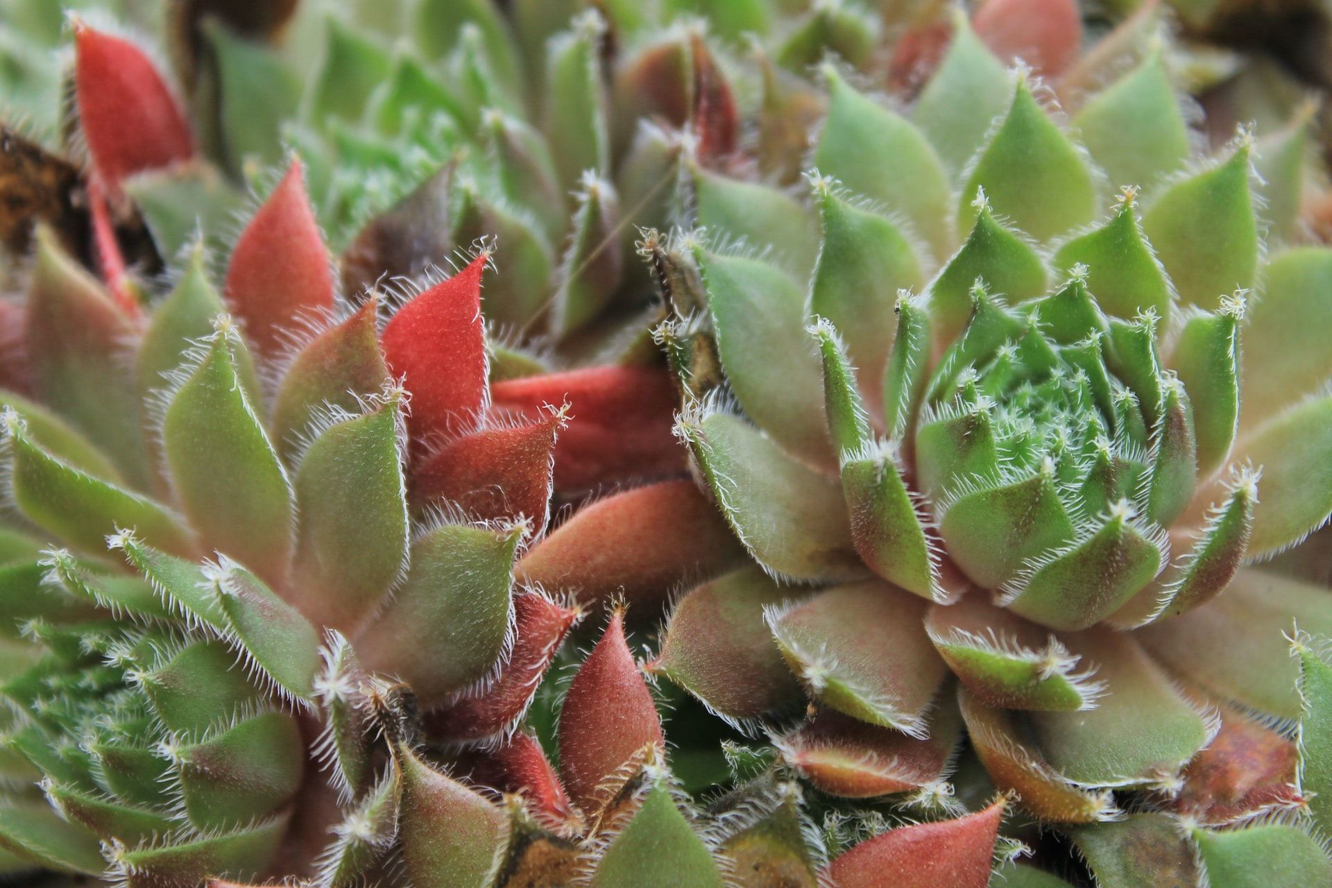 A close up of a succulent plant with green and red leaves.