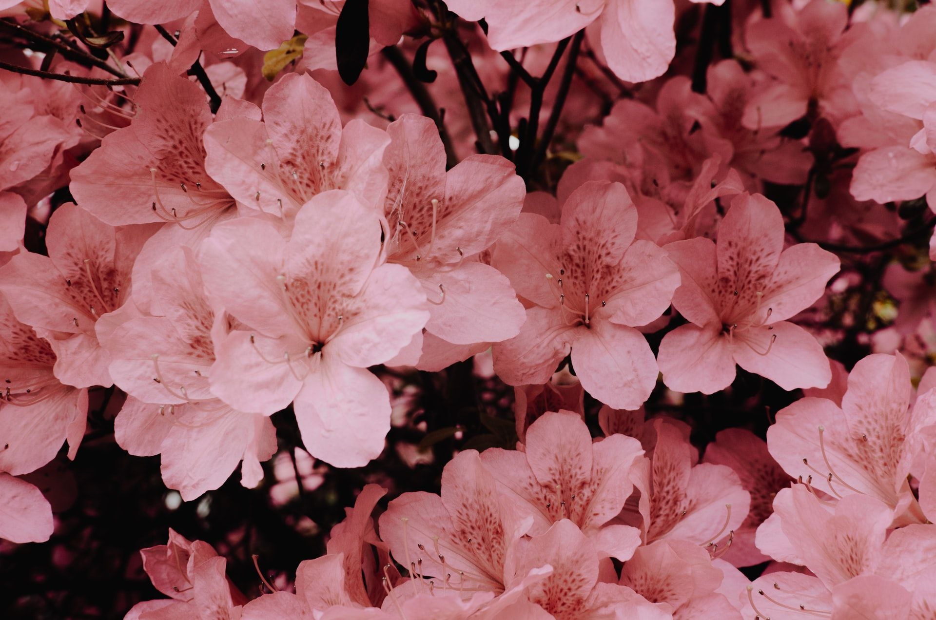 A bunch of pink flowers are growing on a tree.