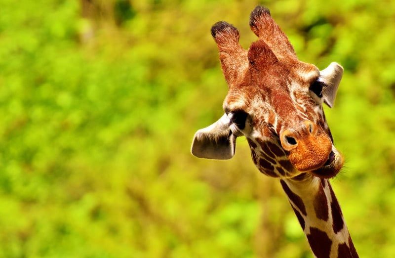 A giraffe is looking at the camera with a green background.