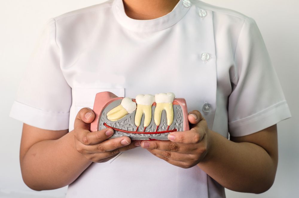 Person in white uniform holds a dental model showing teeth and gums.