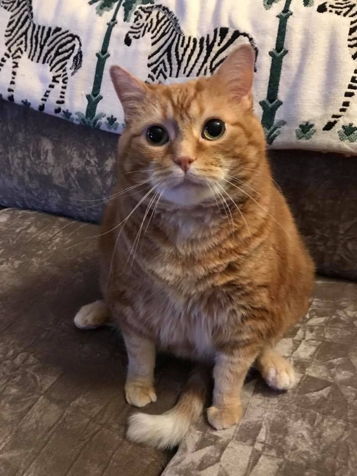 Orange tabby cat sitting upright on a gray couch, looking at the viewer.