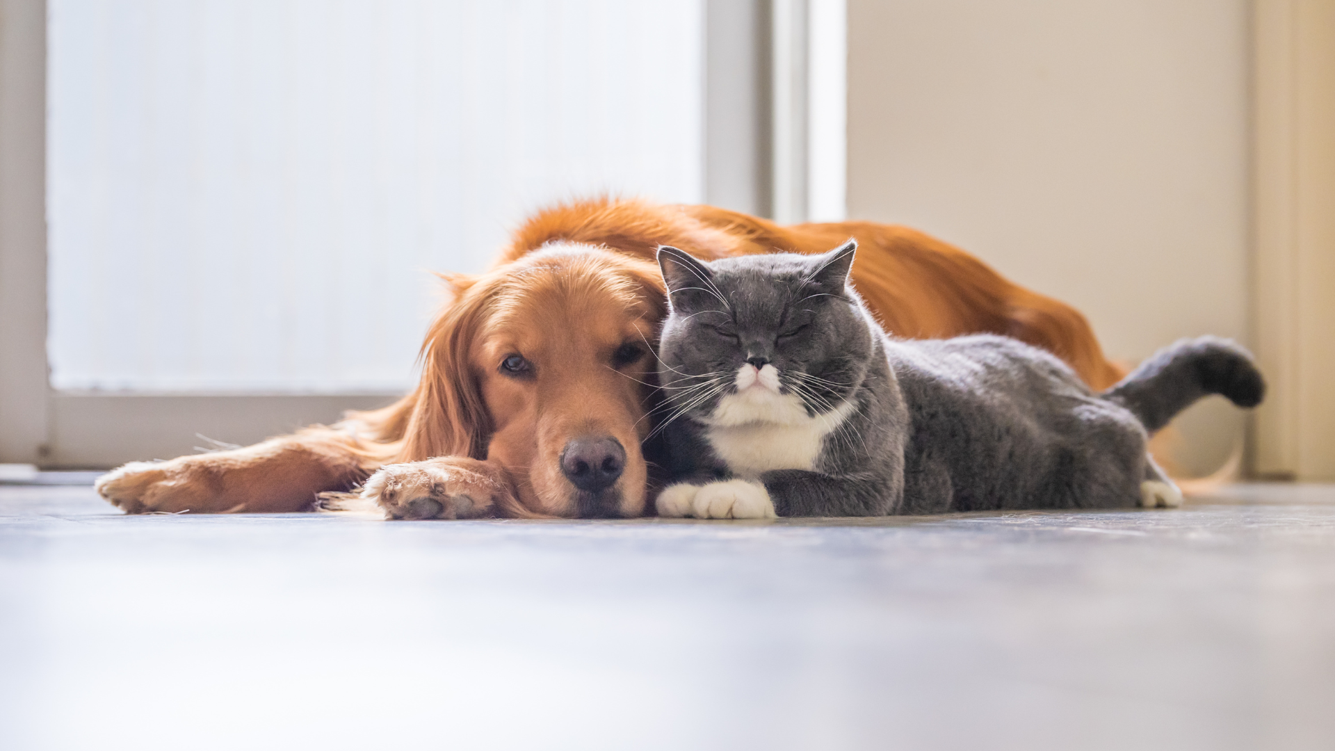 Golden retriever and gray cat snuggled together on a floor, relaxed posture.