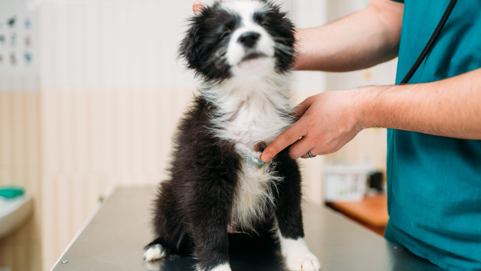 A veterinarian examines a black and white dog on a stainless steel table, listening with a stethoscope.