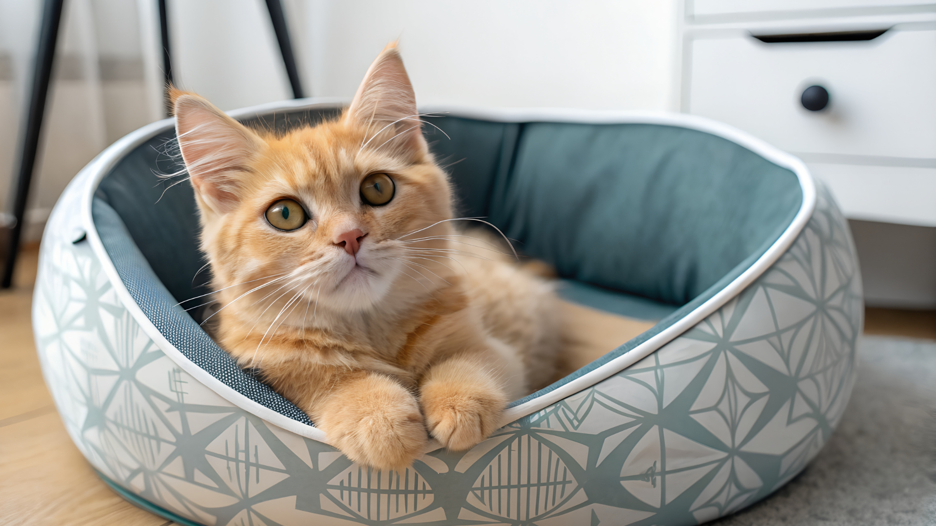 Orange tabby cat lounging in a patterned blue and white pet bed indoors.