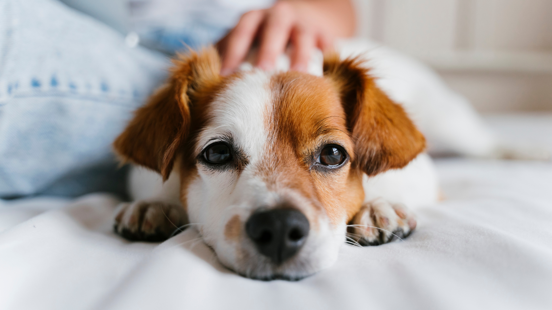 Dog with brown and white fur, being petted on a white bed.