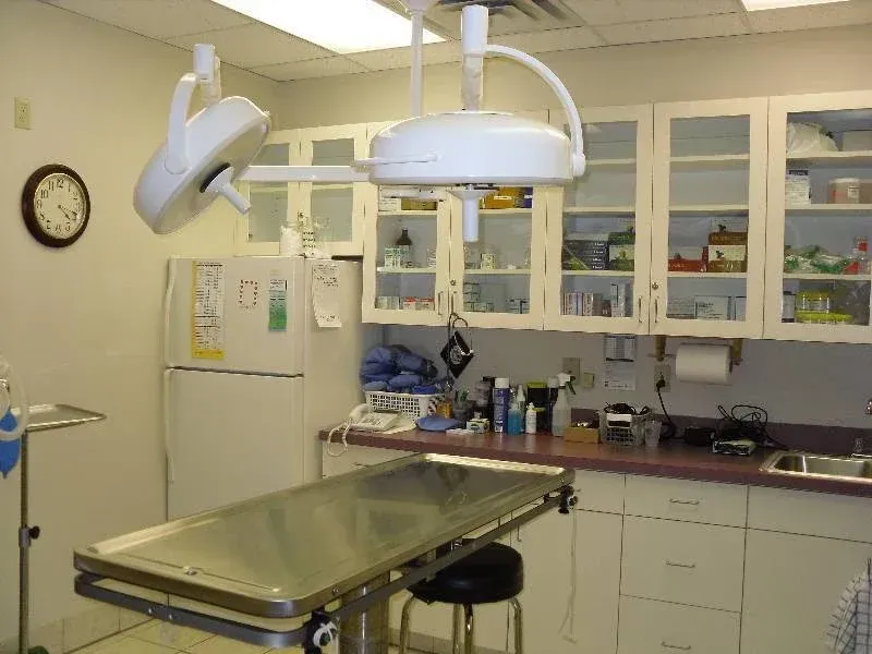 Veterinary exam room: stainless steel table, cabinets, overhead lights, clock.