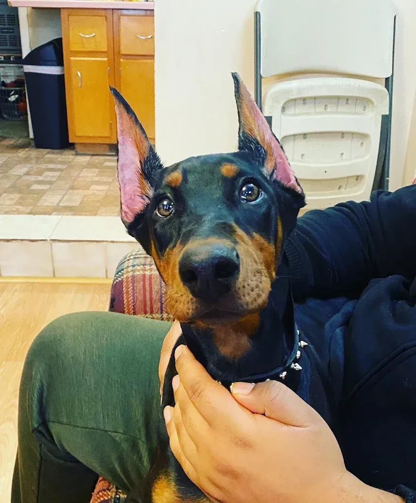 Doberman puppy with alert ears, black and tan fur, held in someone's lap, looking forward with a serious expression.