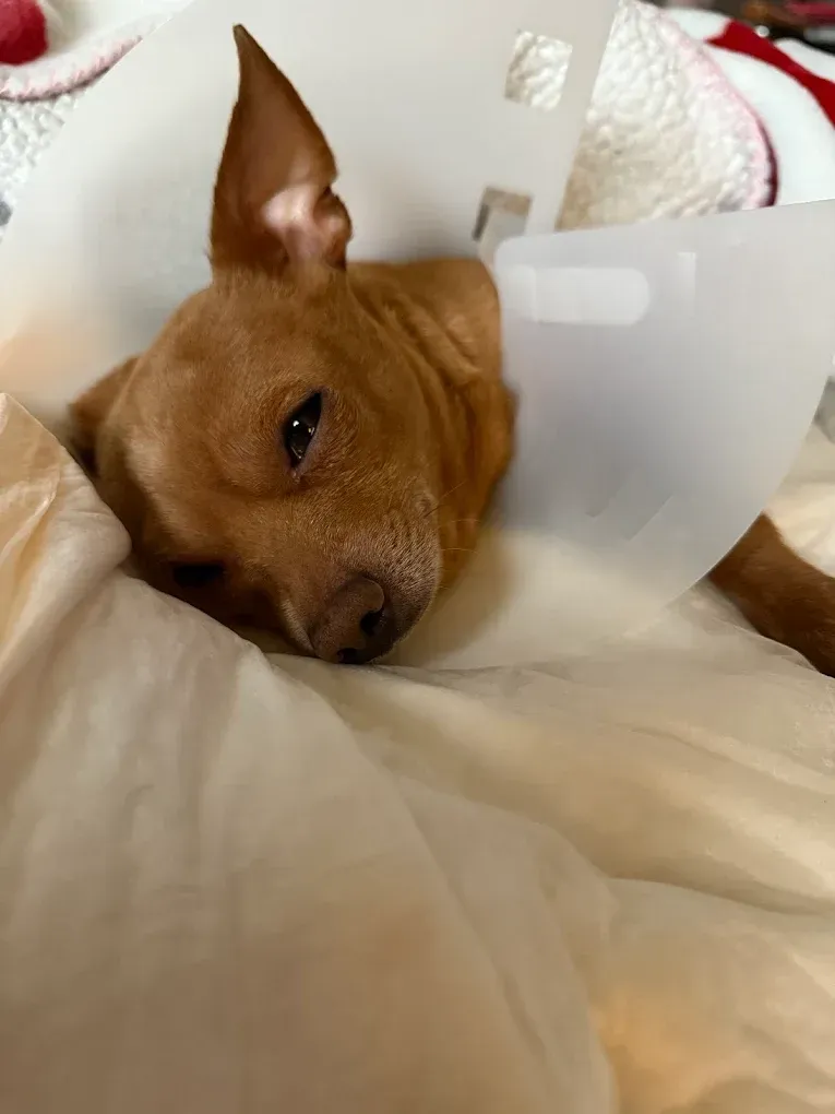 Brown dog wearing a cone, resting on a white bed.