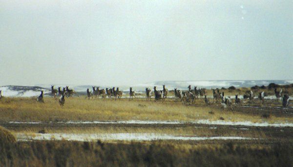 Pheasant Hunting Lodge in North Dakota