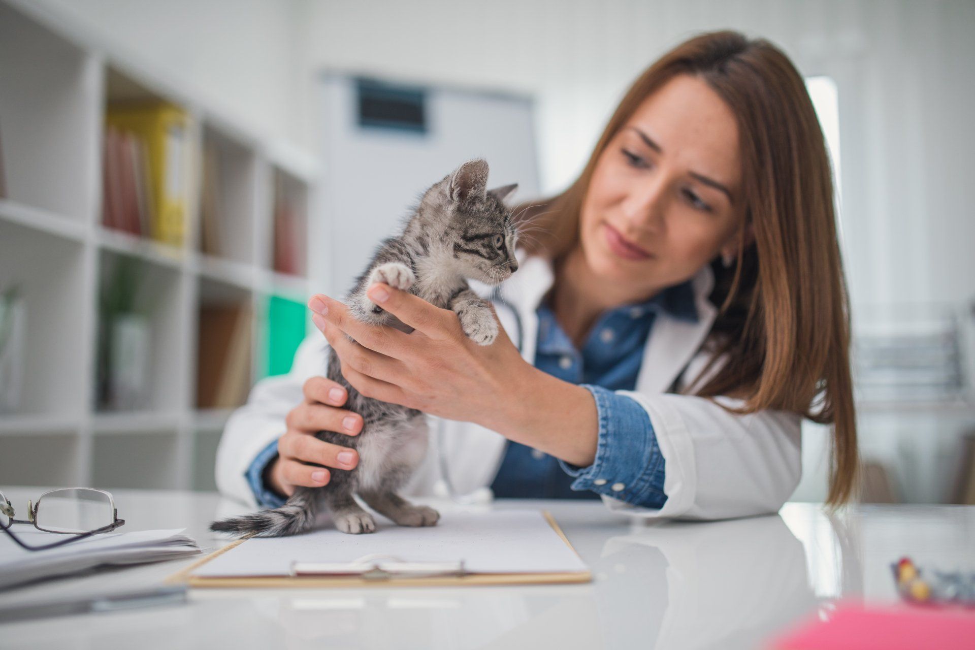 Cat with Doctor — Wilmington, DE — Allen Insurance Group
