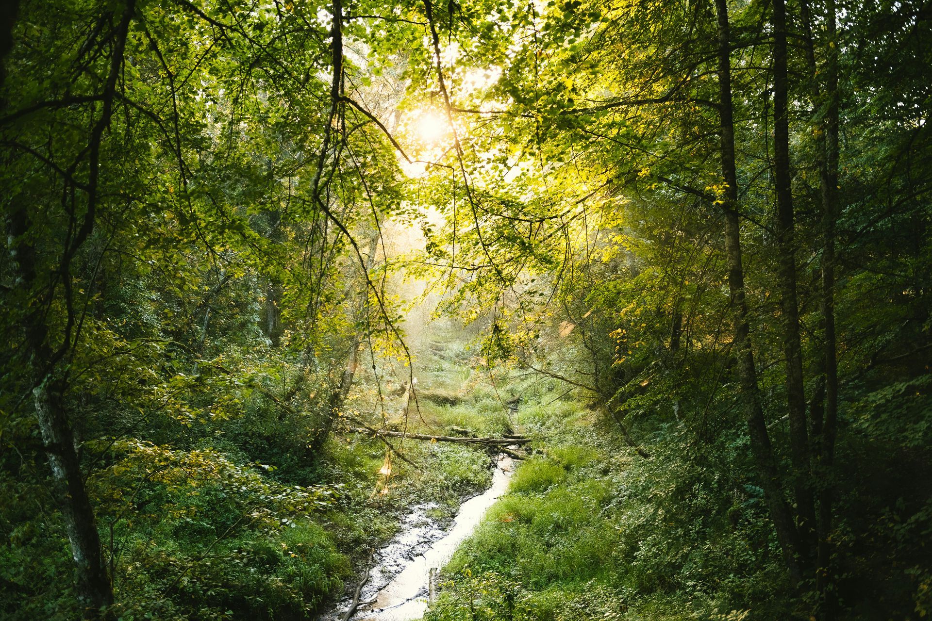 Sunlight streams through trees onto a stream flowing through a lush green forest.