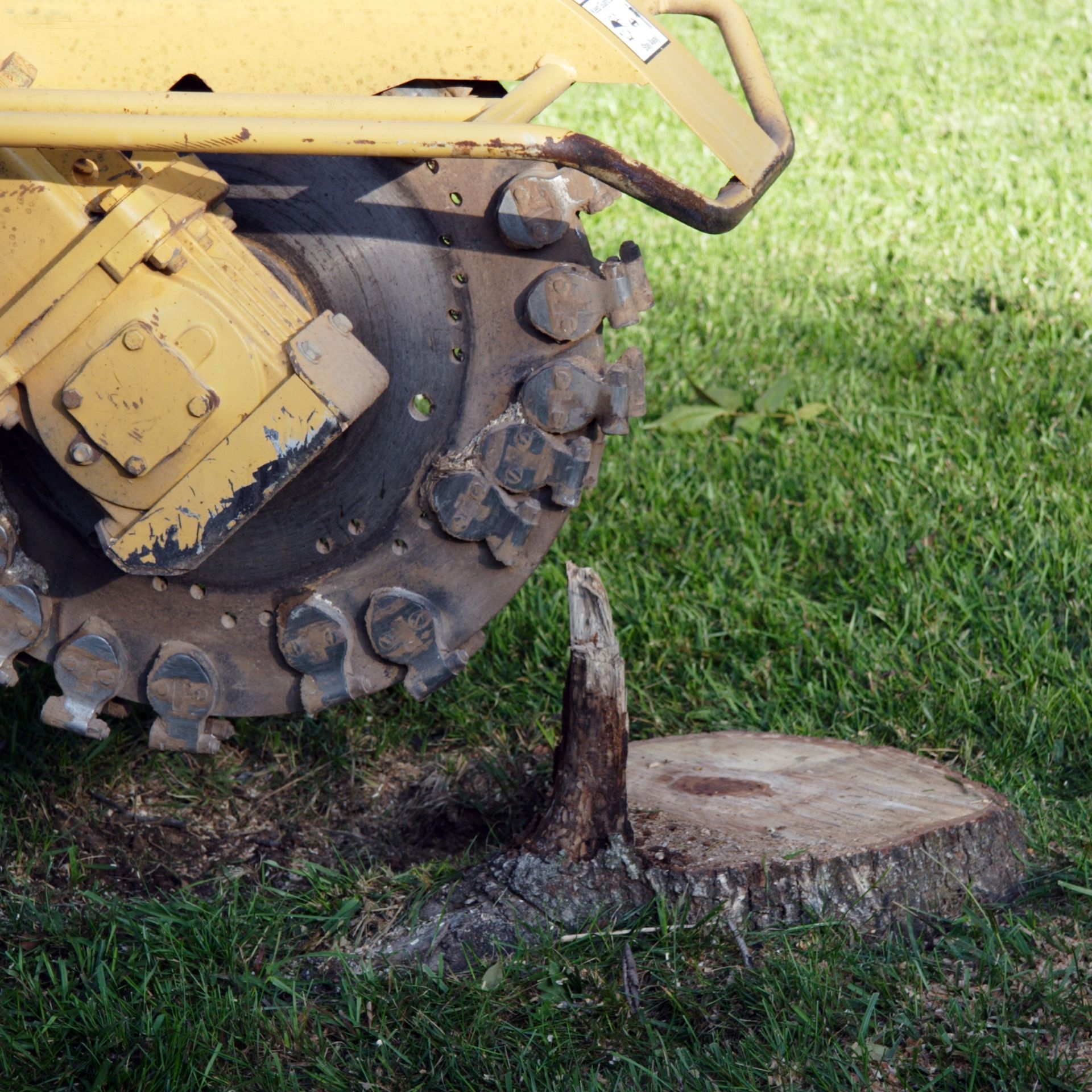 A yellow stump grinder positioned over a tree stump in a grassy lawn.