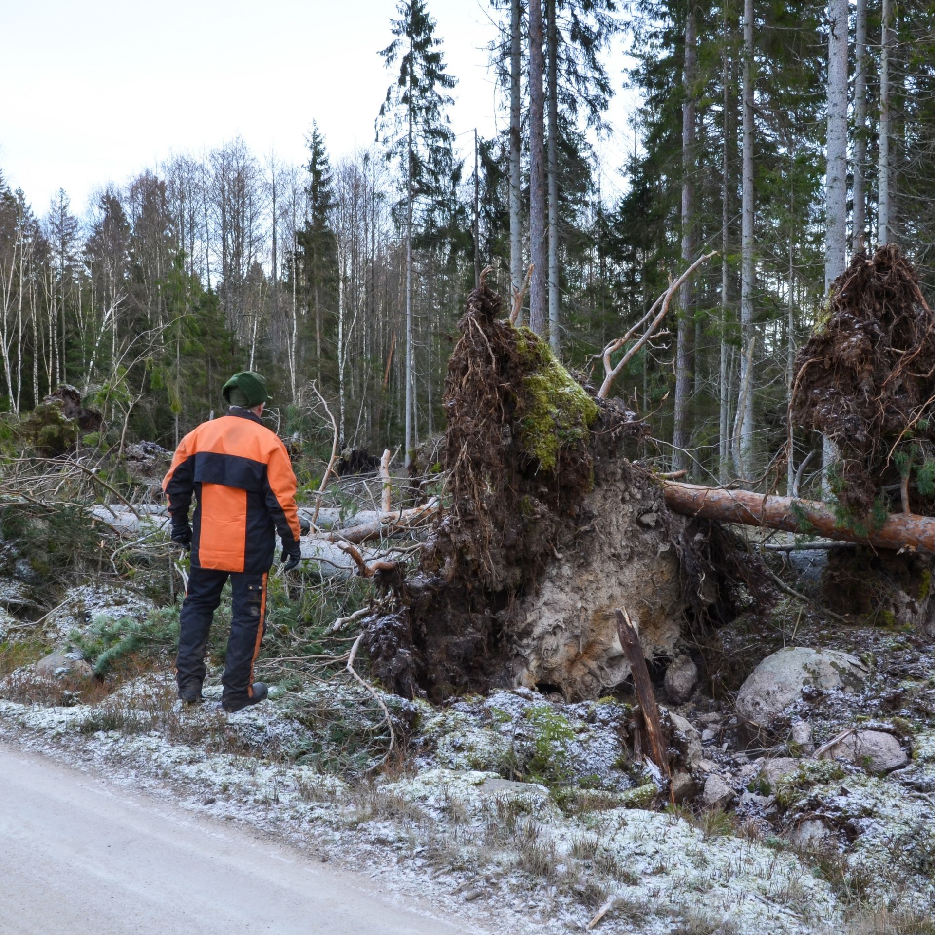 A person in high-visibility orange safety gear stands beside a forest road, observing trees uprooted by a storm.