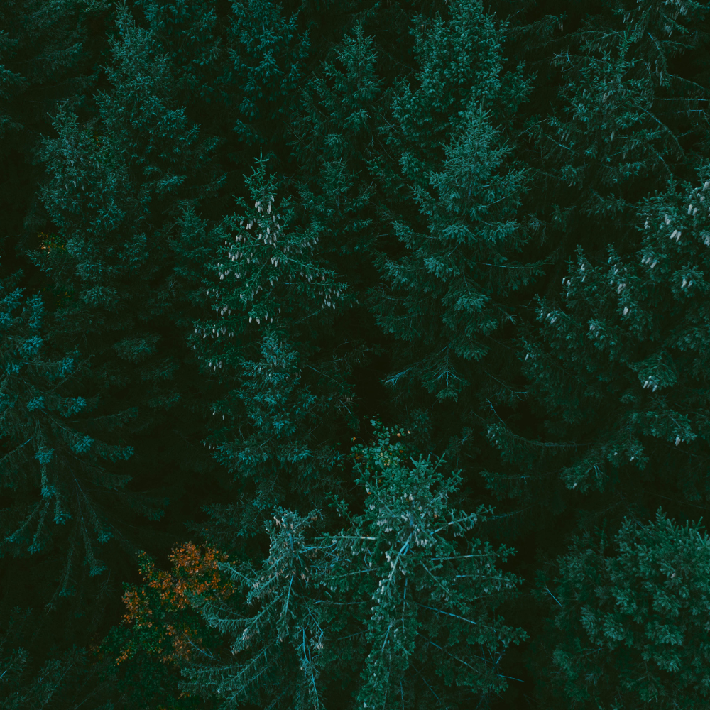 Aerial view of a dense, dark green forest canopy with a small patch of orange-toned foliage in the lower left.