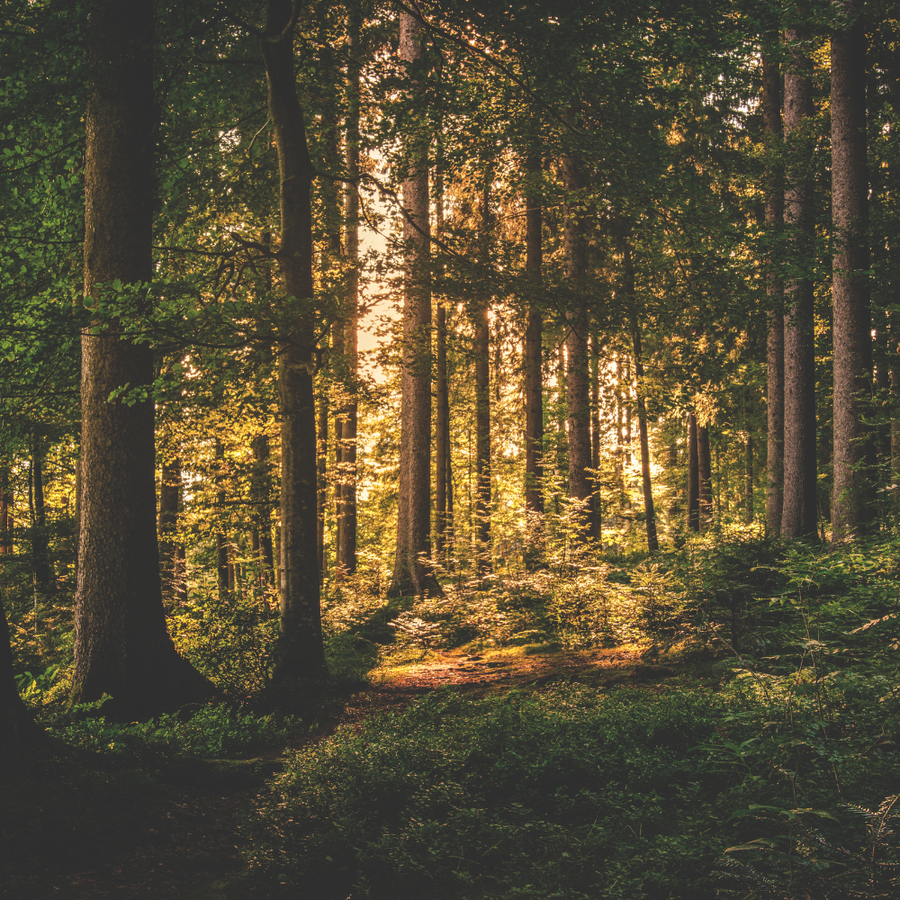 Sunlight filters through dense trees in a lush, green forest, illuminating a small path on the forest floor.