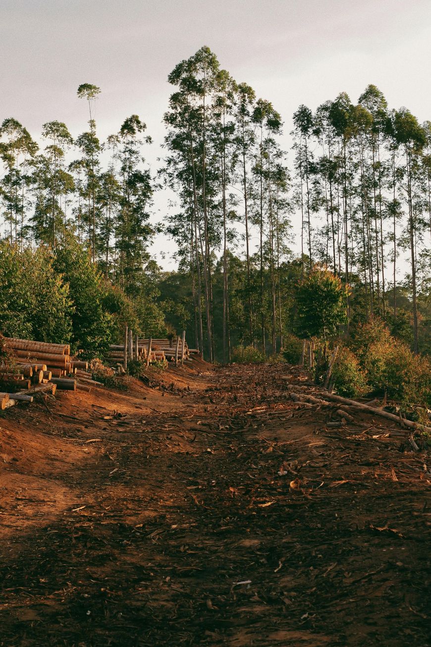 A forest clearing with felled logs in the foreground and tall, thin trees standing in the background.