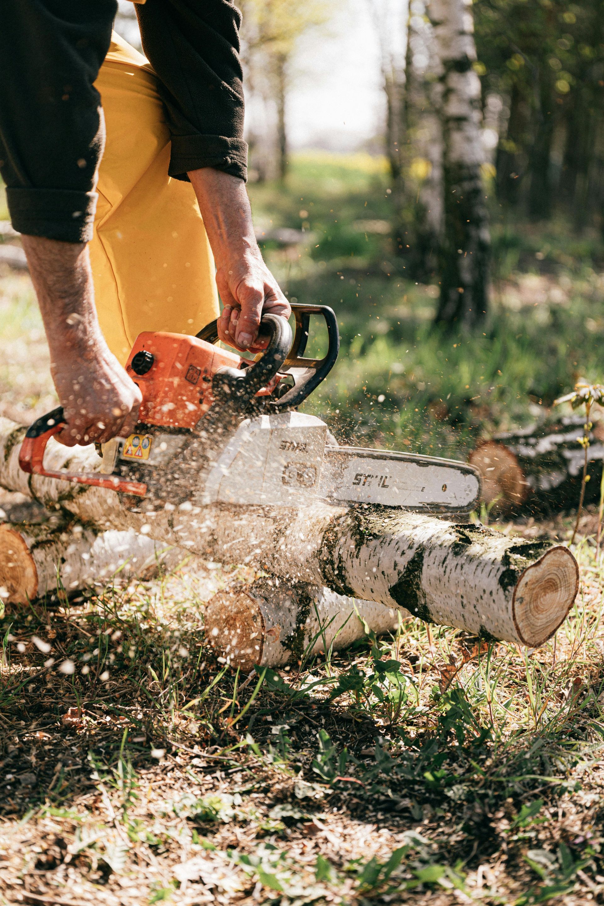 A person in yellow protective pants uses an orange chainsaw to cut birch logs in a wooded area.