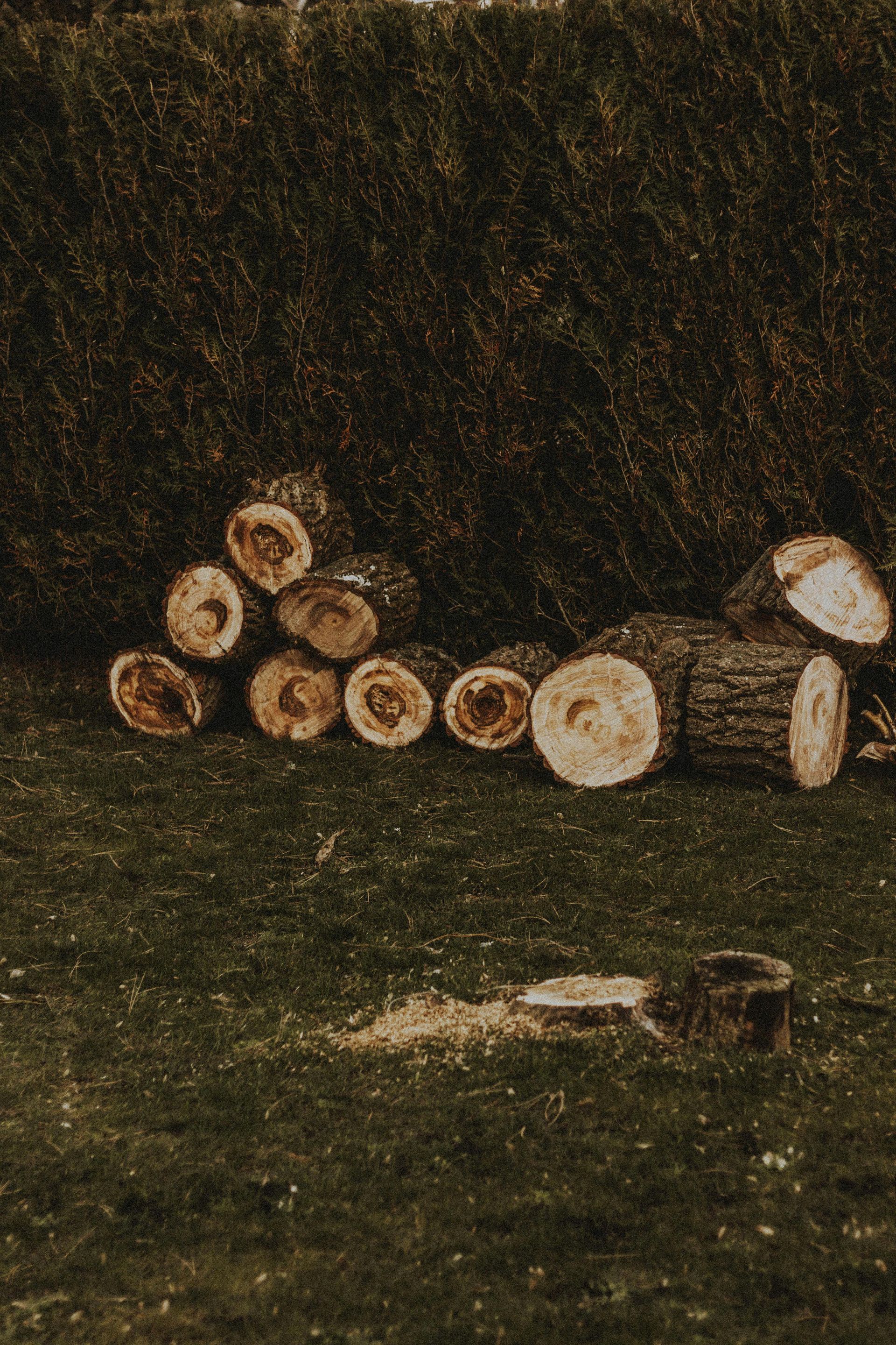 A pile of circular, light-colored wooden logs stacked on a grassy lawn in front of a dark, leafy hedge.