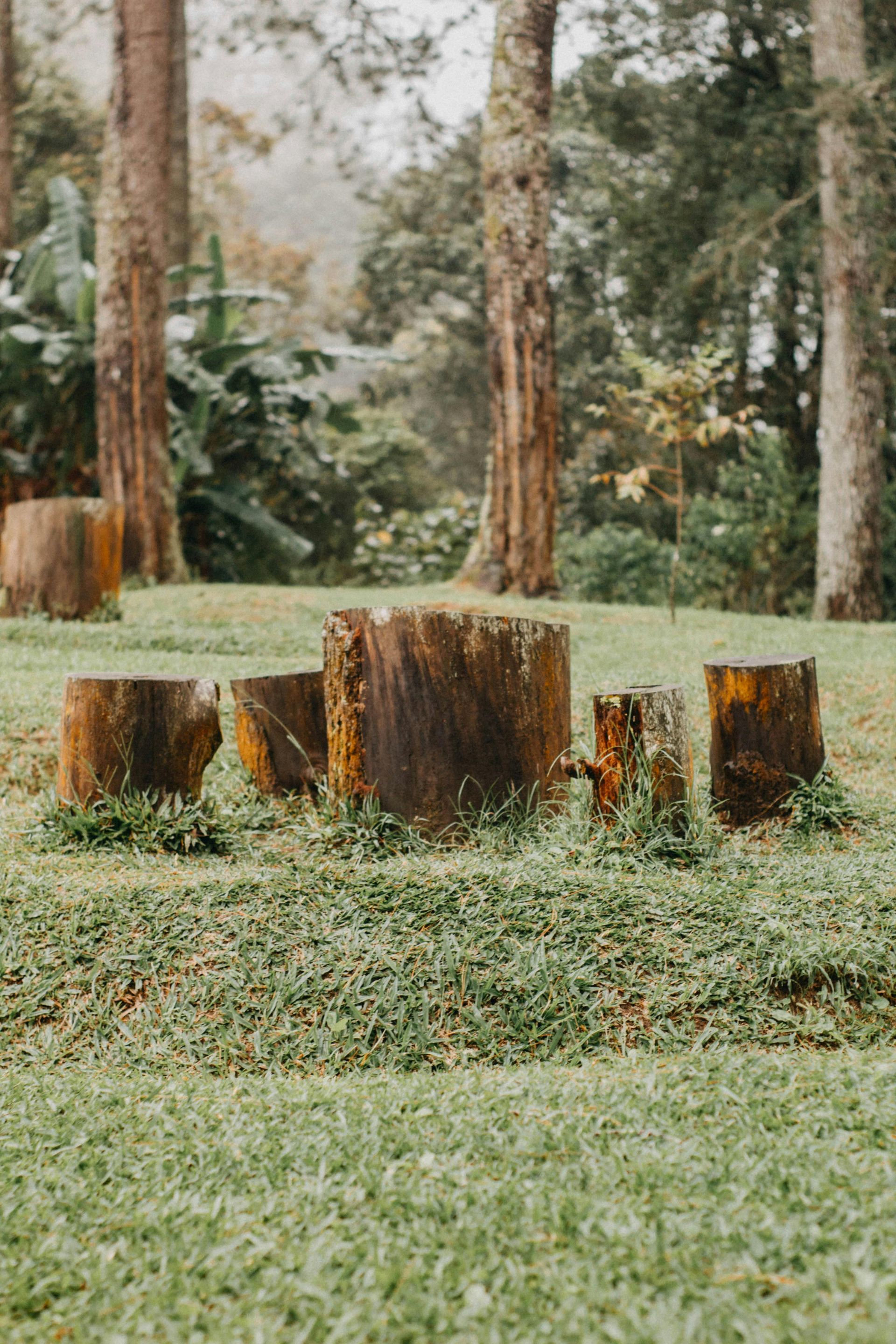 Several wooden tree stumps arranged as stools in a grassy, wooded clearing with tall trees in the background.
