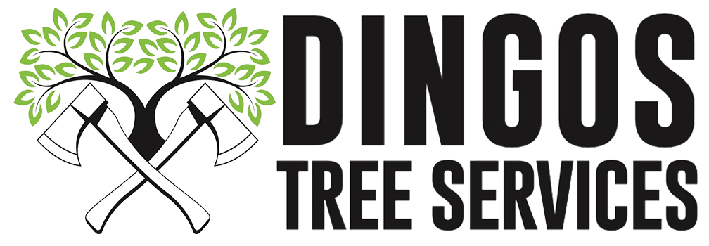 Dingo’s Tree Service: Efficient Tree Services in Wollongong