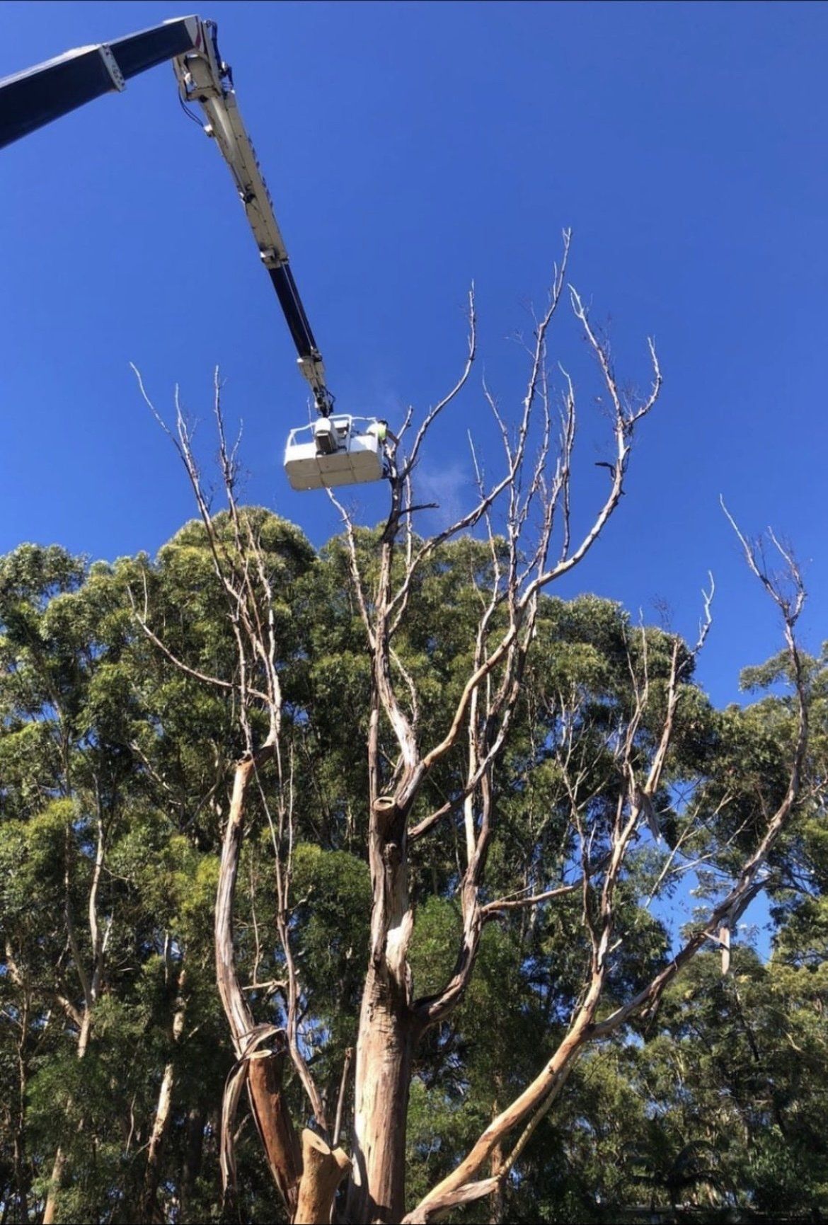 Dingo’s Tree Service Tree Services in Wollongong