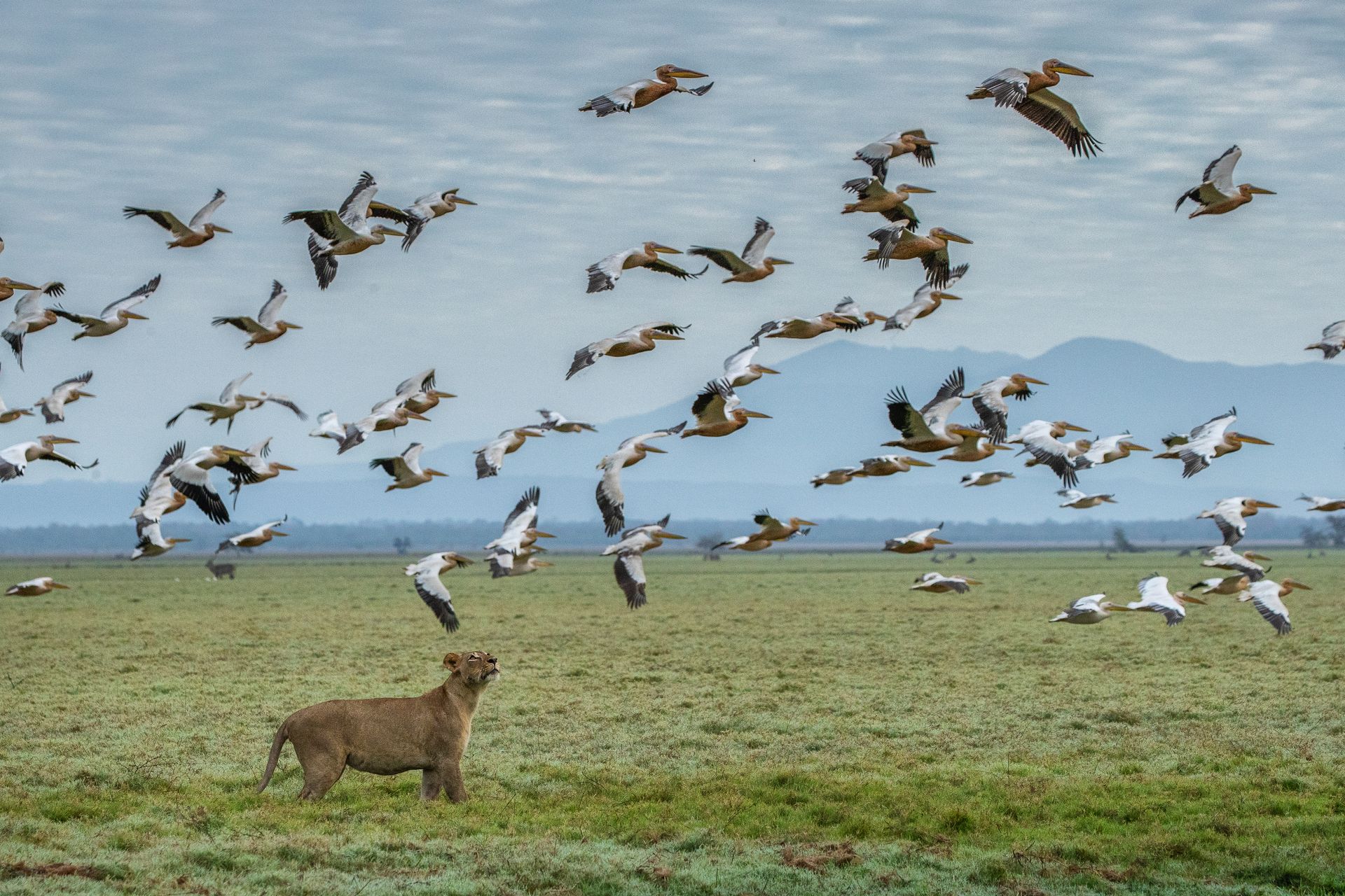 GORONGOSA-SAFARIS+Mozambique