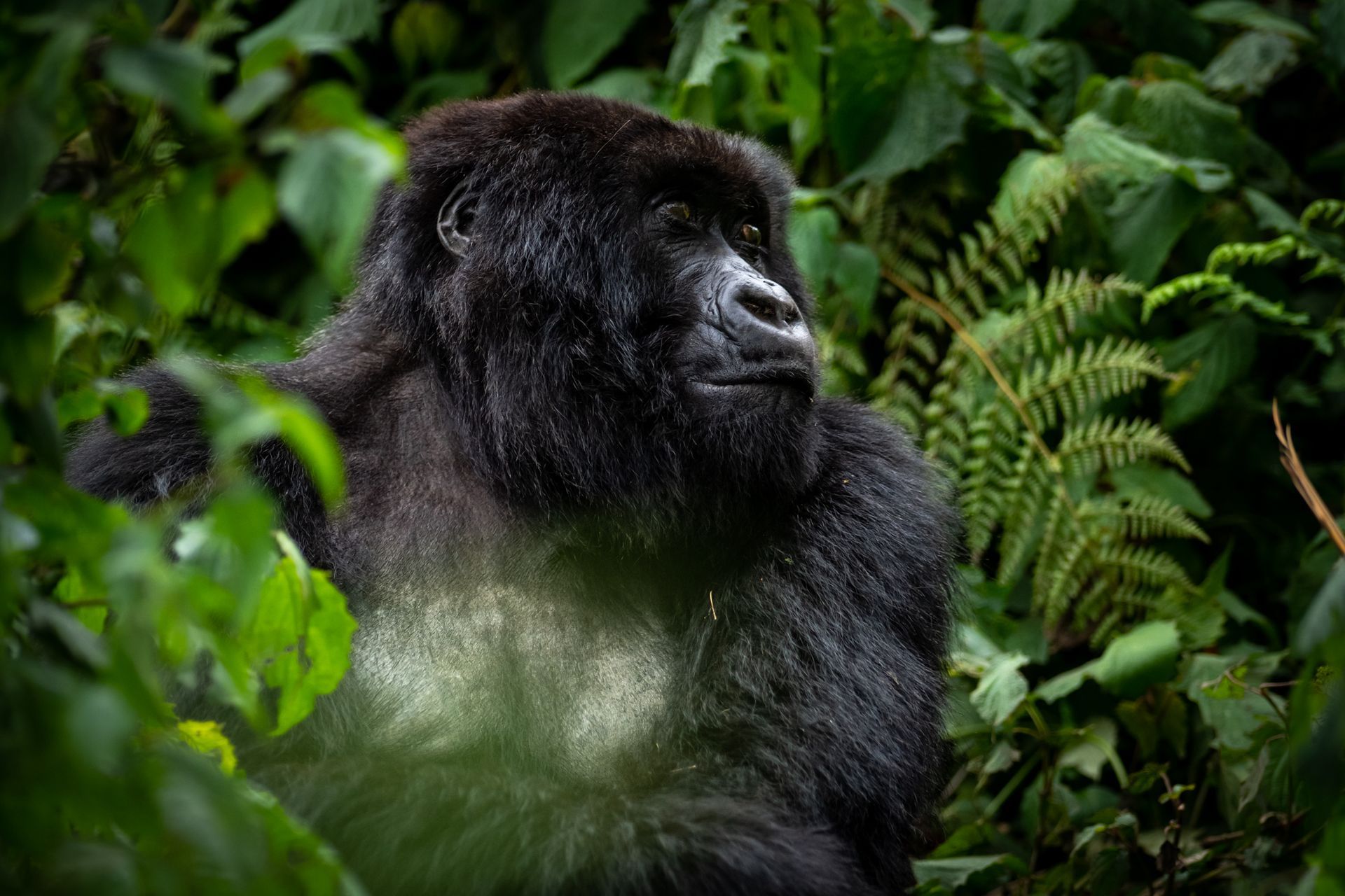 eco tourism gorilla treks