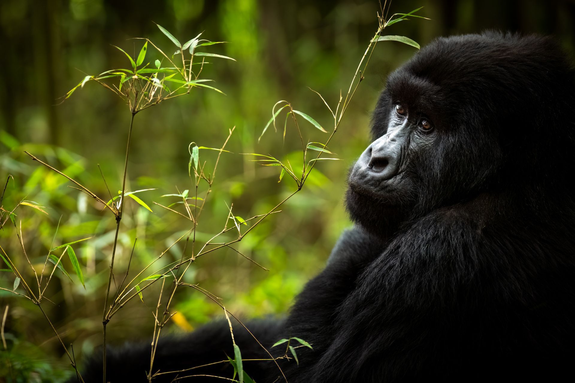 Gorilla+Trekking+rwanda+eco+tourism